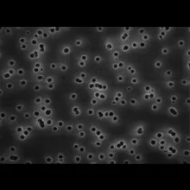 GTTP01300美国Millipore Isopore聚碳酸酯0.2um亲水13mm表面滤膜