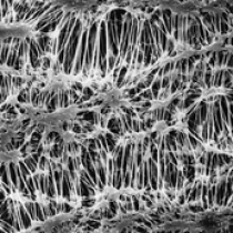 美国密理博Millipore PTFE聚四氟乙烯表面滤膜