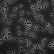 美国Millipore HTBP04700亲水聚碳酸酯47mm黑色光面0.4um表面滤膜